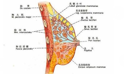 自体隆胸可以保持几年？