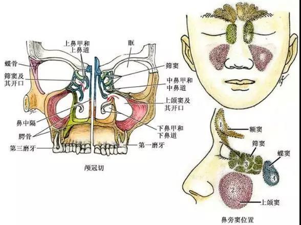 爱美之心，人皆有之。特别是对于我们这些在校学生来说，一张好看的脸蛋简直就是行走的社交名片。我呢，平时就特别臭美，喜欢拍照，但总对自己的鼻子不太满意，塌塌的，侧面看起来特别丑