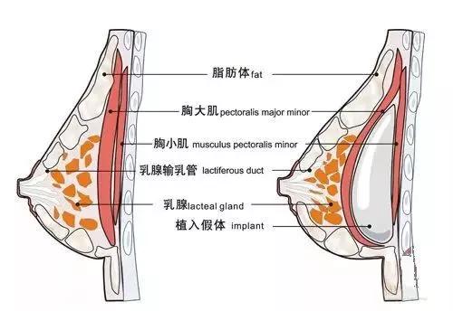 在这个追求美的时代，整形手术已经不再是什么稀奇事儿。深圳联合丽格，作为一家经我国卫生局部门批准成立的港资整形美容机构，自2006年成立以来，就以其专业的技术和优质的服务赢得了不少